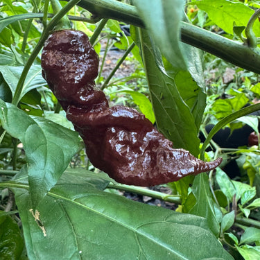 Chocolate Primotalii - Seeds - The Pepper Pantry (Formerly Marie Sharp's)